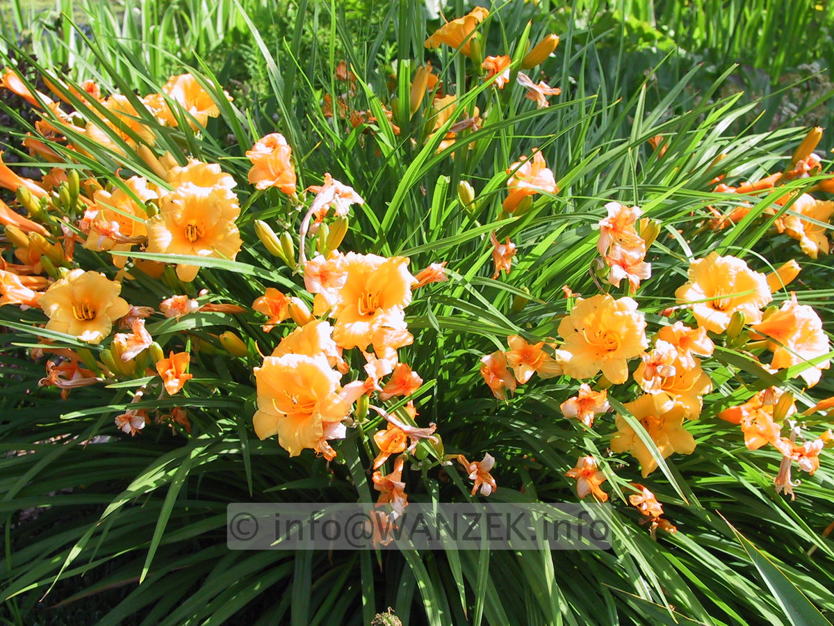 Hemerocallis Stella d' Oro - Sonne.JPG